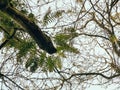 Under the trees view branch leaves forest monochorme