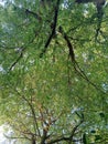 under a very shady tamarind tree