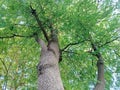 under a very shady tamarind tree