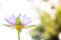 Under view beautiful purple Lotus flower or water lily on blur b Royalty Free Stock Photo