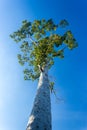 Under view of big tree with blue sky background