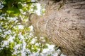 under view of the big tree in the nature Royalty Free Stock Photo