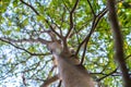 Under view of big tree Terminalia ivorensis Chev Royalty Free Stock Photo