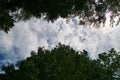 Under View Blue Sky, Green Foliage, Forest of Canada, Dark and Light, Wild Nature Background, Flora, North America, Travel.