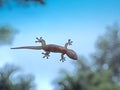 Under View of Common House Gecko on Windshield on Natur