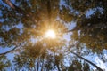 Under view of rubber tree with sunlight and sky background Royalty Free Stock Photo