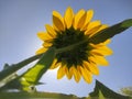 Under view of a sunflower glowing in the sunlight