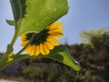 Under view of a sunflower glowing in the sunlight