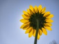 Under view of a sunflower glowing in the sunlight