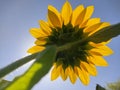 Under view of a sunflower glowing in the sunlight