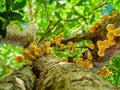 The Under view, Thai fruit rambeh on the rambi tree Royalty Free Stock Photo