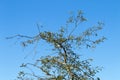 Under View of Tree Branches Against Blue Cloudy Sky Royalty Free Stock Photo