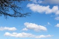 Under View of Tree Branches Against Blue Cloudy Sky Royalty Free Stock Photo