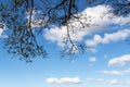 Under View of Tree Branches Against Blue Cloudy Sky Royalty Free Stock Photo