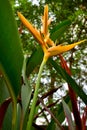 Under view of Yellow Heliconia Torch Flowers