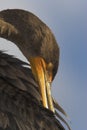 Cormorant bird closeup in the Florida Everglades Royalty Free Stock Photo
