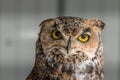Under the watchful gaze of the Great Horned Owl Birds of Prey Centre Coleman Alberta Canada Royalty Free Stock Photo