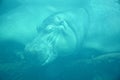 Under water hippopotamus Royalty Free Stock Photo