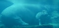 Under water hippopotamus