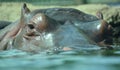 Under water hippopotamus Royalty Free Stock Photo