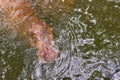 Under Water Hippopotamus Hippopotamus Amphibius. Khaokheow Zo Royalty Free Stock Photo