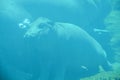 Under water hippopotamus Hippopotamus amphibius, or hippo Royalty Free Stock Photo
