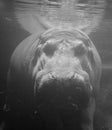 Under water hippopotamus Hippopotamus amphibius, or hippo Royalty Free Stock Photo