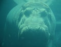 Under water hippopotamus Hippopotamus amphibius, or hippo Royalty Free Stock Photo