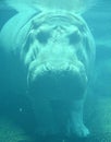 Under water hippopotamus Hippopotamus amphibius, or hippo Royalty Free Stock Photo