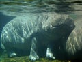 Under water hippopotamus Hippopotamus amphibius Royalty Free Stock Photo