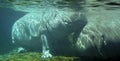 Under water hippopotamus Hippopotamus amphibius Royalty Free Stock Photo