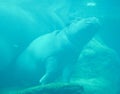 Under water hippopotamus Hippopotamus amphibius Royalty Free Stock Photo