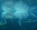 Under water hippopotamus Hippopotamus amphibius, Royalty Free Stock Photo