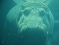 Under water hippopotamus Hippopotamus amphibius, Royalty Free Stock Photo