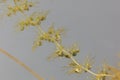 Under water leaves with bladder-like traps of a greater bladderwort , Utricularia vulgaris