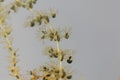 Under water leaves with bladder-like traps of a greater bladderwort , Utricularia vulgaris