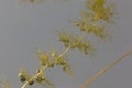 Under water leaves with bladder-like traps of a greater bladderwort , Utricularia vulgaris