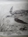 Under water pencil art turtle drawing