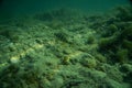 Under water photography in a lake in austria Royalty Free Stock Photo