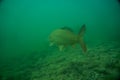 Under water photography in a lake in austria Royalty Free Stock Photo