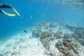 Under Water Scenery  At Mabul Island,Malaysia. Royalty Free Stock Photo