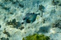 Under water world in the Carribean