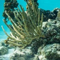 Under water world in the Carribean