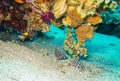 Under water worms. Colourful marine life in Red Sea, Egypt, Dahab.