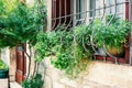 Under the window, aromatic herbs grow in a pot: mint, thyme and geranium. The wall is decorated with climbing plants. vertical Royalty Free Stock Photo