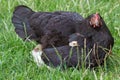 Chicken mother with chickens in the grass,Under the wing the chicken hides children chickens on the grass Royalty Free Stock Photo