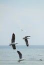 Under wing from group of white seagull background soft focus fly