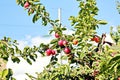 Various fruits and berries, apples, peaches, plums, grapes, strawberries growing in the garden. Summer harvest. Royalty Free Stock Photo