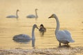 Under the winter sunset, swans play while foraging in the golden river. Royalty Free Stock Photo