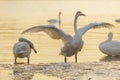 Under the winter sunset, swans play while foraging in the golden river. Royalty Free Stock Photo